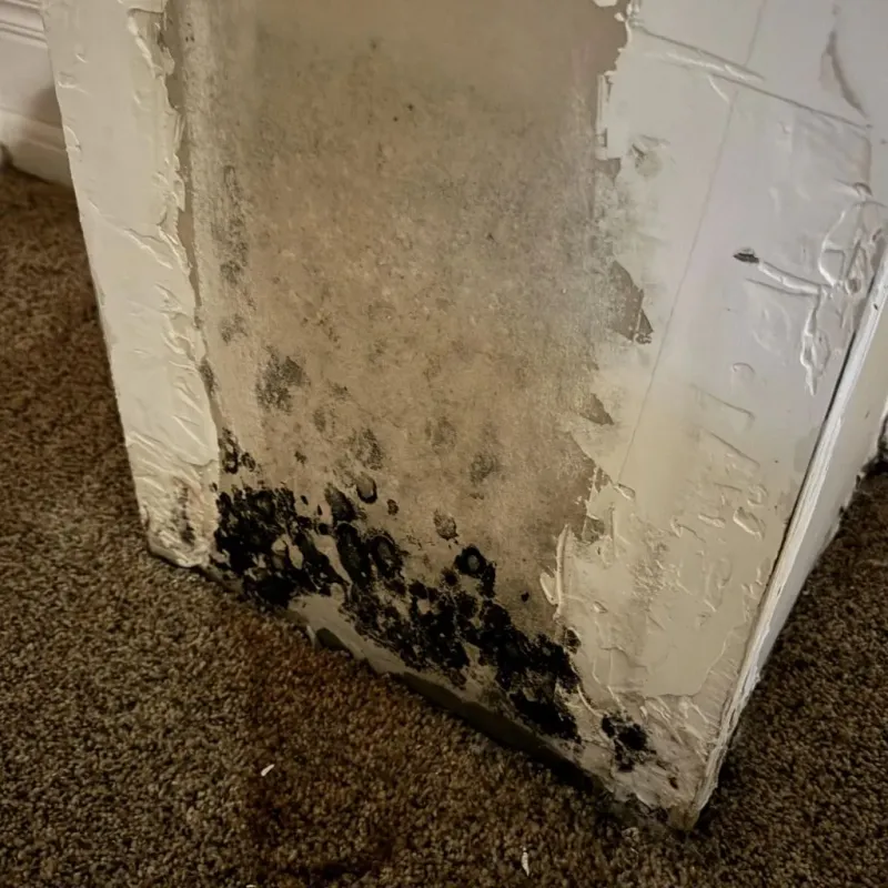 Professional Mold Removal in Bowman, ND